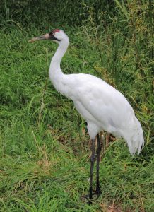 Whooping Crane Dripping Springs. Credit Wikipedia
