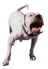 A large white Staffordshire bullterrier type of dog barking
