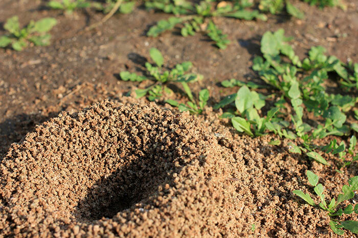 Fire ant mounds only hint at what's below.