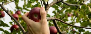How to Grow Fruit Trees Guide