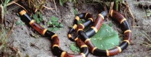 most common hill country snakes