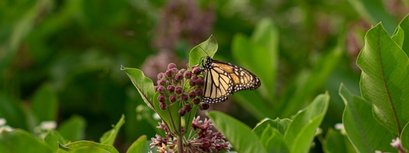 milkweed Monarch Butterfly