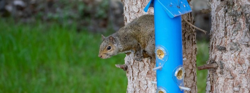 Protect Bird Feeders squirrels