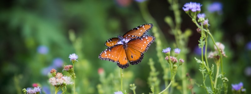 Create Butterfly Habitat