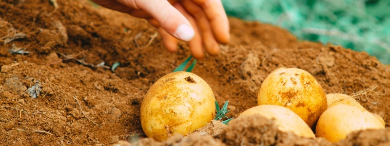 Grow potatoes how to